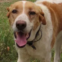 Adopta a Akira