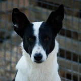 Adopta a Domino