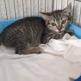 Adopta a Ona