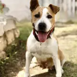Adopta a Noa