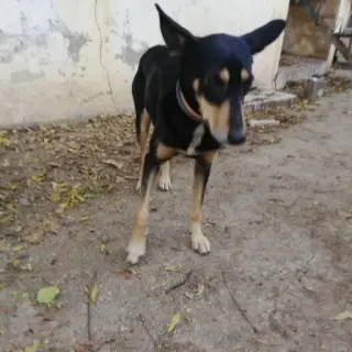 Croqueta