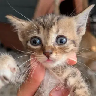 Gatitas