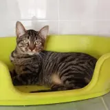 Adopta a Felicity
