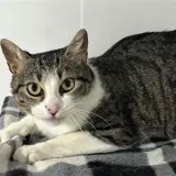 Adopta a Mirandela