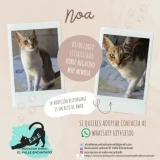 Adopta a Noa