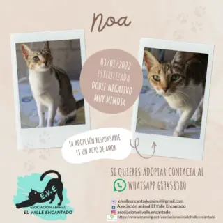 Noa