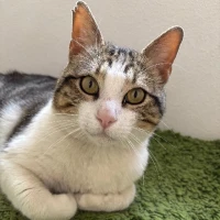 Adopta a Mofly