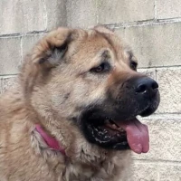 Adopta a Juanita