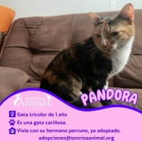 Adopta a Pandora