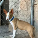 Adopta a Alma