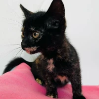 Adopta a Floh