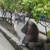 Adopta a Paca