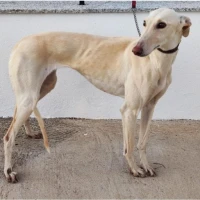Adopta a Perla De Luna