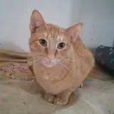 Adopta a Justin