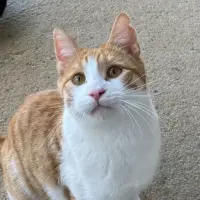 Adopta a Maní