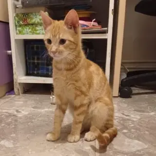 Sora