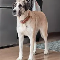 Adopta a Siri