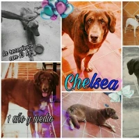 Adopta a Chelsy