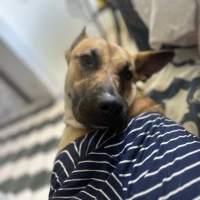 Adopta a Chelsea