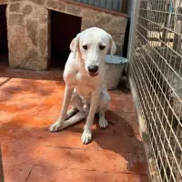 Adopta a Otto
