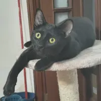 Adopta a Sombra, Gatita De 6 Meses
