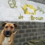 Adopta a Yago