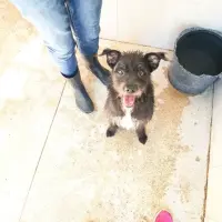 Adopta a Pancho, Tlf (Whatsapp)645978718