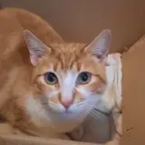 Adopta a Rubia