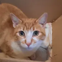 Adopta a Rubia