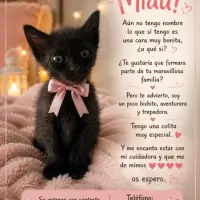 Adopta a Super Bebitos