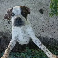 Adopta a Kai
