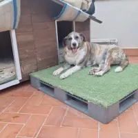 Adopta a Bella