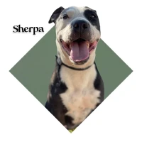 Adopta a Sherpa