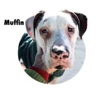 Adopta a Muffin