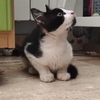 Adopta a Félix