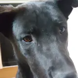 Adopta a Blacky