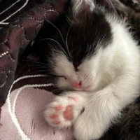 Adopta a Gatitos Bebes