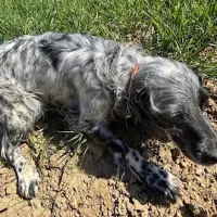 Adopta a Mena