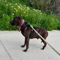 Adopta a Danco Sociable, Noble Y Obediente, 645978718