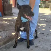 Adopta a Menta