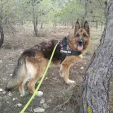 Adopta a Faustino