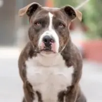 Adopta a Laika