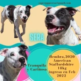 Adopta a Sera