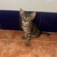 Adopta a -