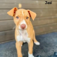 Adopta a Jasi