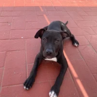 Adopta a Julia