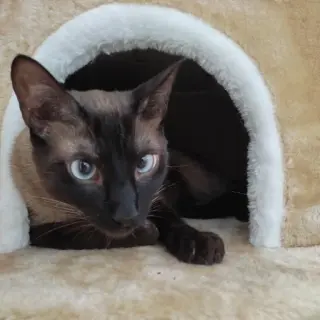 Simba