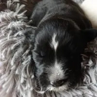 Adopta a Dama, Cachorra-Tlf 645978718