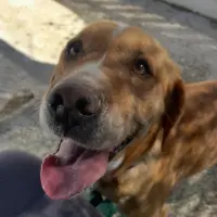 Adopta a Dama