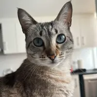 Adopta a Calcetines